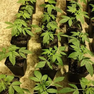 8d1295dd35c021598fd33c3fdd0a28af