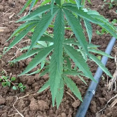 E5620cb71ba50796948d382c5eeefb72