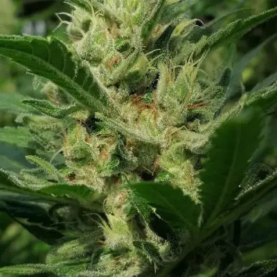 3436ea051608d2a528d48a92aaaefc23